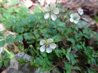 DSC00709