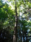 DSC0496833ǯÀ¸¤Î¥È¥Á