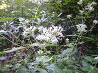 DSC04931
