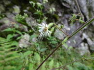 DSC00736