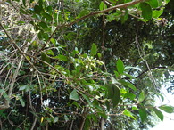 DSC02156¥Í¥º¥ß¥â¥Á