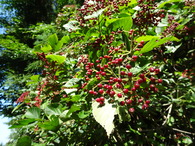 DSC04991
