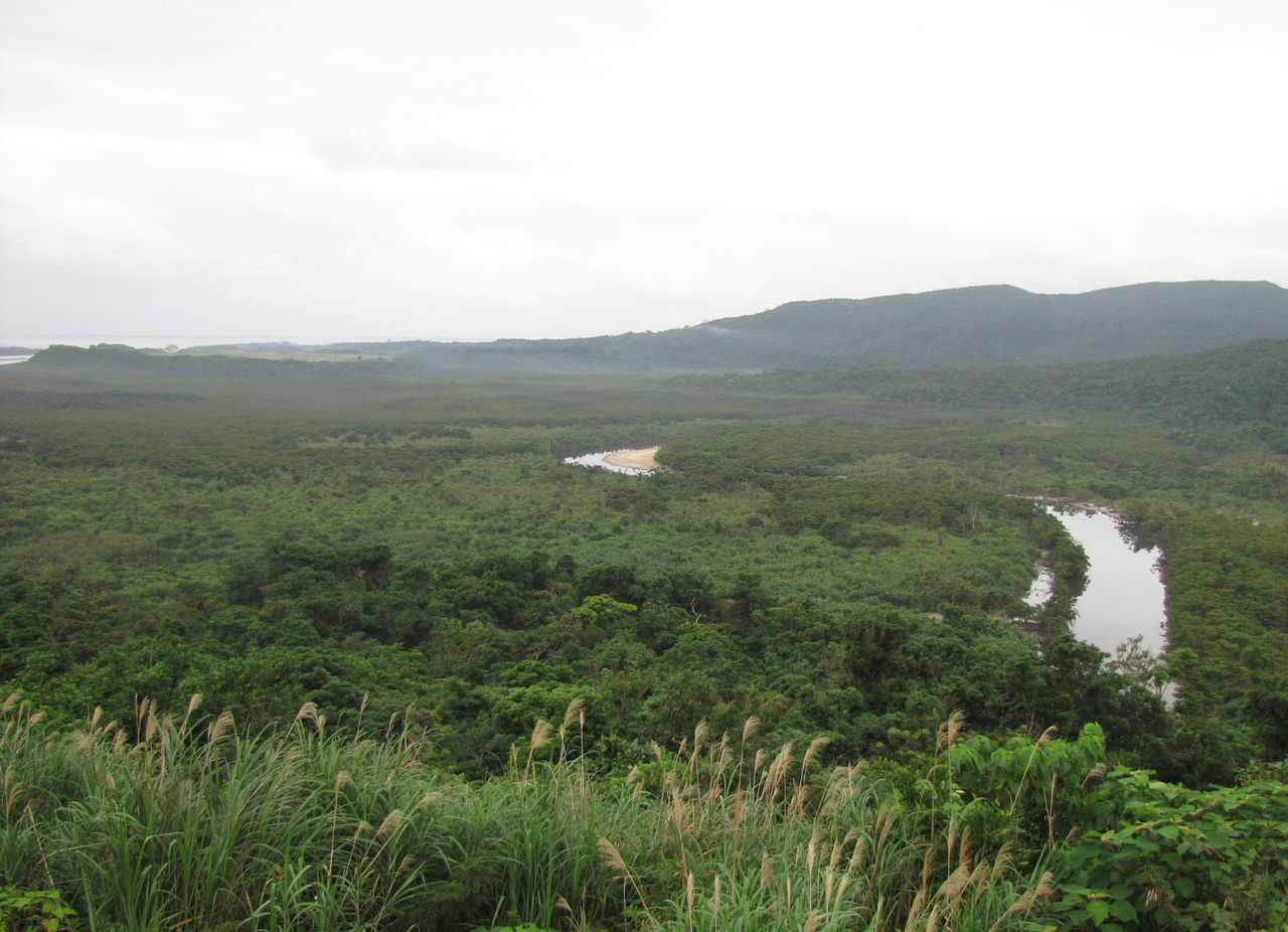 仲間川流域のマングローブをカヌーで観察 西表島 えひめ森の案内人会活動レポート 仲間川流域のマングローブをカヌーで観察 西表島 えひめ森の案内人会活動レポート