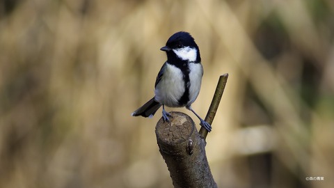 _IMG6059-3k