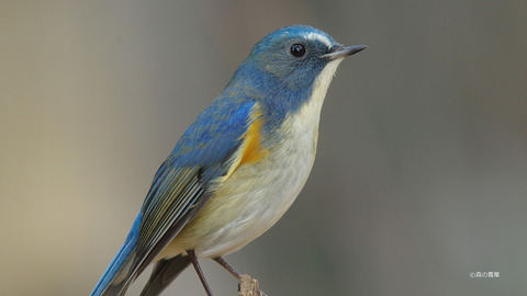 IMGP2970_filteredV7-3k