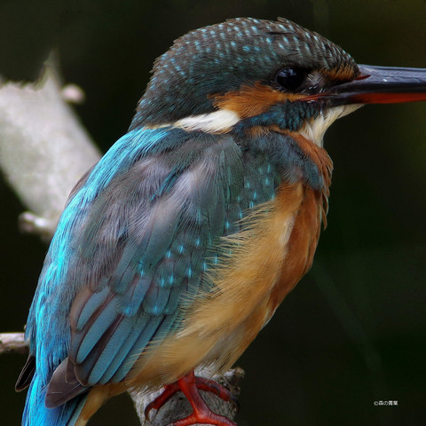 IMGP7907n8p_stitch-x-3k