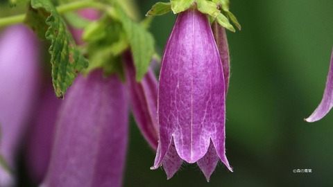 ホタルブクロ_IMG8375-3k