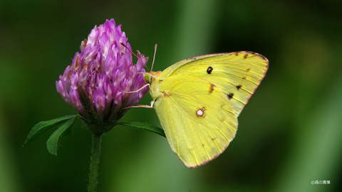 IMGP1710モンキチョウ-3k