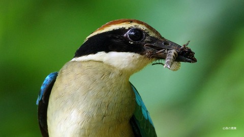 IMGP3690_filteredv7-3k