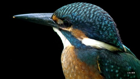 IMGP7436元画v8-v8-3k