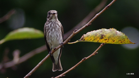 IMGP6888_filtered-x-3k