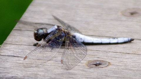 IMGP2719