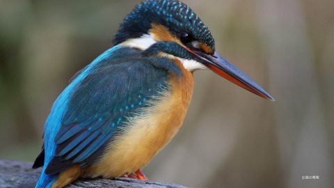 IMGP8310-1_stitch-1^4k