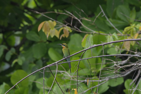 _IMG3005ハリオハチクイ