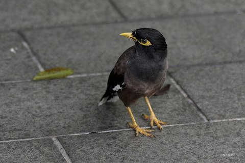 _IMG5110インドハッカ