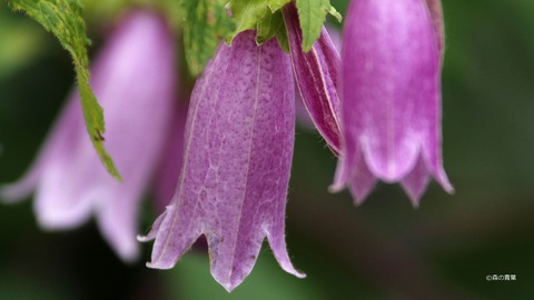 ホタルブクロ_IMG8370-3k