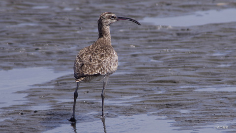 IMGP0954