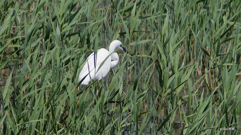 IMGP0461 (1)