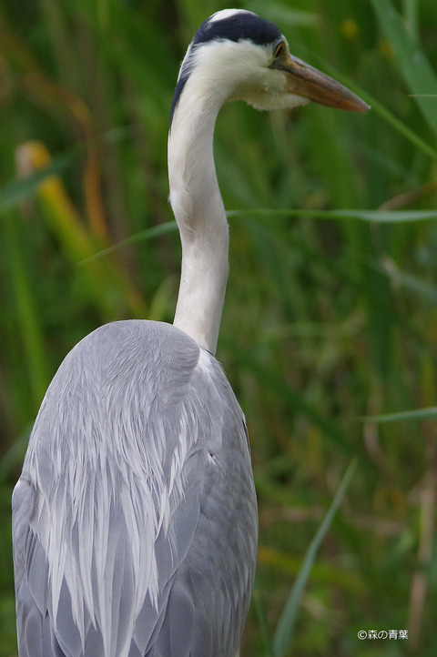 IMGP3556