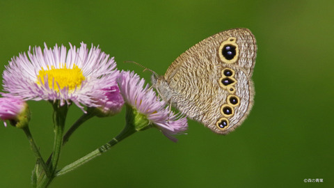 IMGP9132