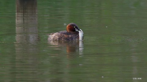 IMGP6166