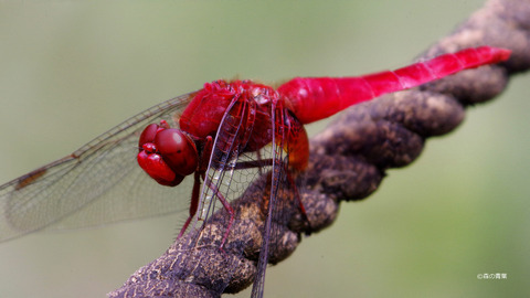 IMGP2030-1_stitch-3k