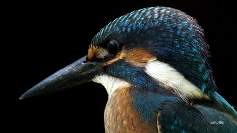 IMGP7466元画-v8-3k