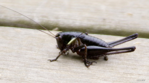 IMGP3482