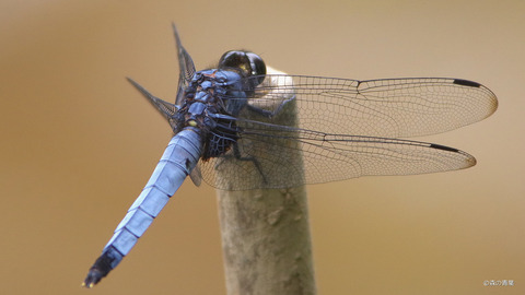 IMGP3759b