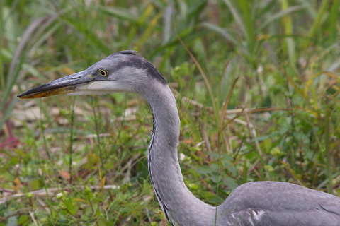 _AAA8438