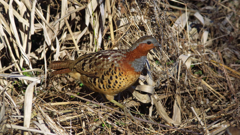 IMGP2938-3k
