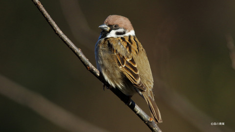 IMGP7032_filtered-3k