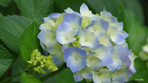 IMGP3066