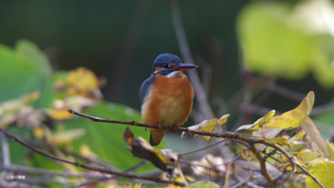 IMGP5960topaz denoize-3k