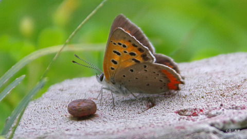 IMGP8377