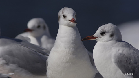 _AAA4356