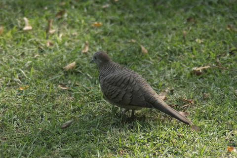 _IMG5525チョウショウバト