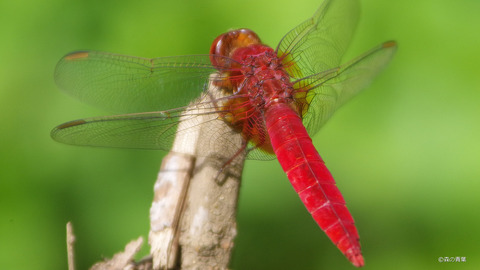 IMGP7137