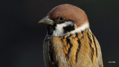 IMGP8927_filtered_filtered-3k