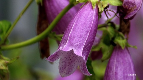 ホタルブクロ_IMG8363-3k