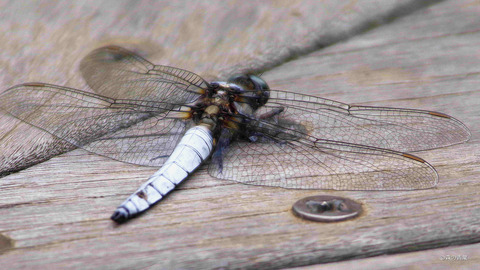 IMGP2920x