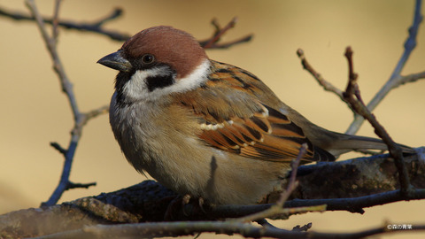 IMGP7085_filtered-1-3k