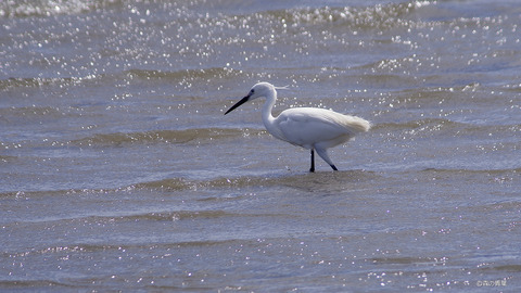 IMGP0847