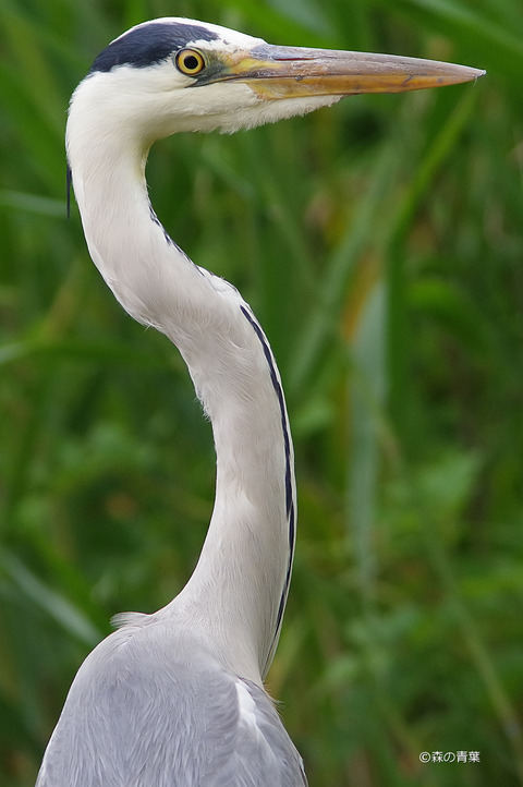 IMGP3530v