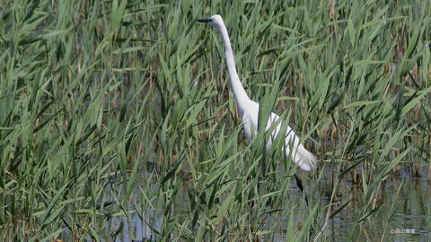 IMGP0456 (1)