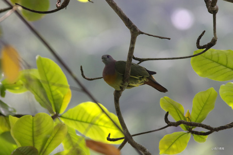 _IMG2962コアオバト