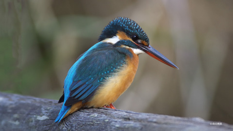 IMGP8310-1_stitch-x-4k