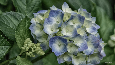 IMGP3066-2