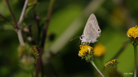 _AAA7783ウラナミシジミ