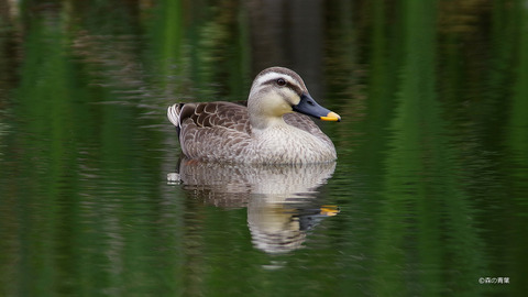 IMGP2273
